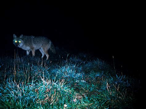 coyote behavior at night